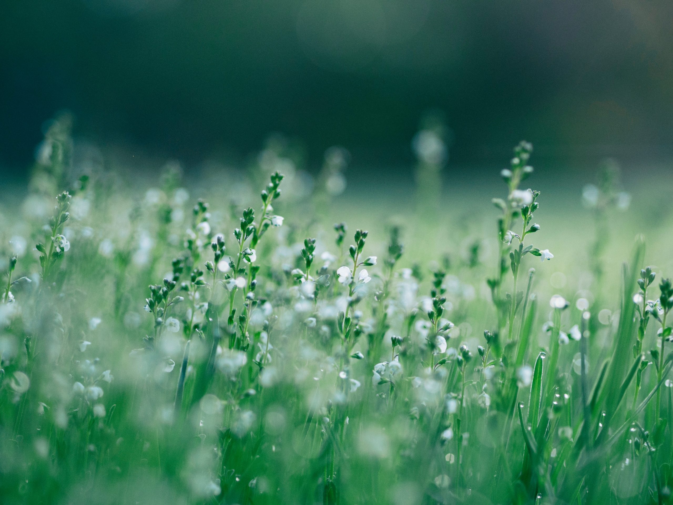 The Benefits of Herbal Hair Oils: Nature’s Solution to Common Hair Problems